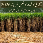 گنے کی کاشت کا مکمل طریقہ 2026 (زیادہ پیداوار حاصل کرنے کی مکمل گائیڈ)