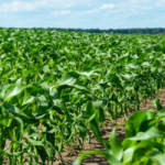 maize crop Pakistan