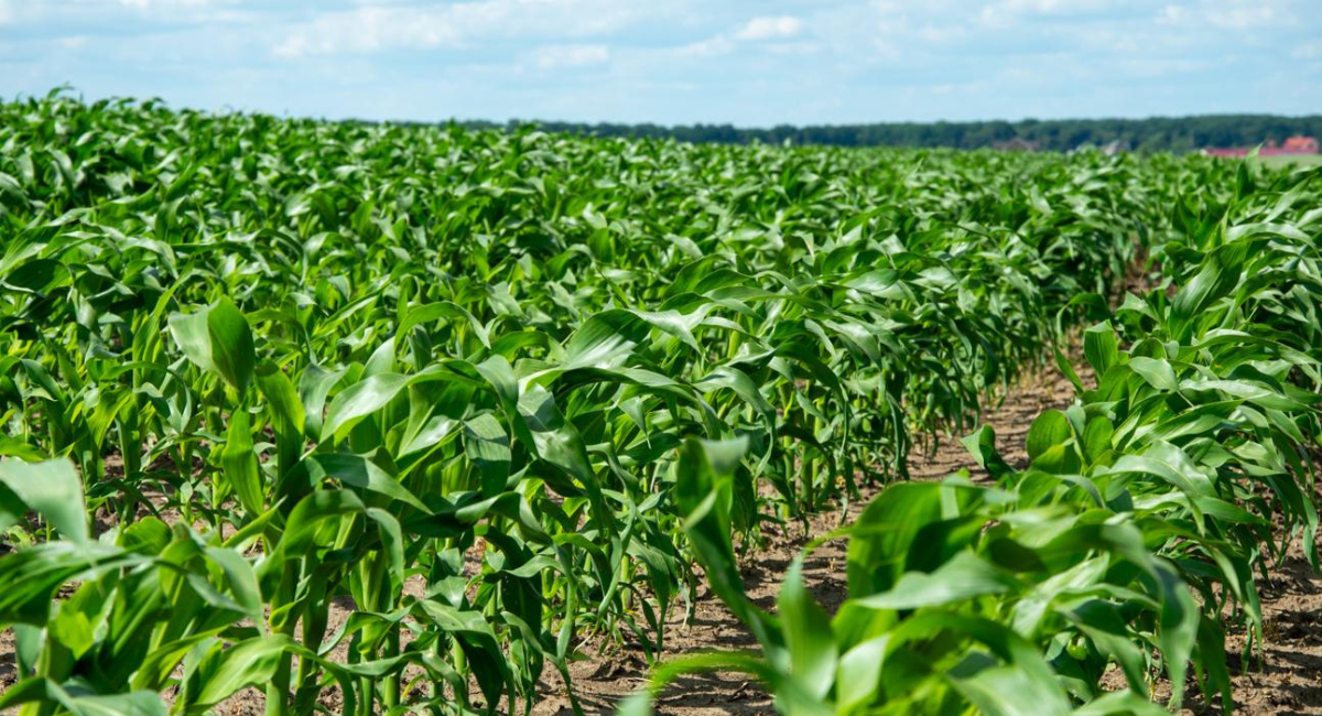 maize crop Pakistan