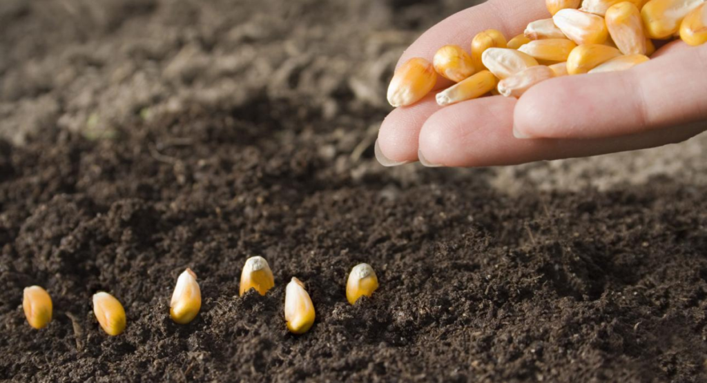 مکئی کے بیج کی بوائی لائنوں میں maize seed sowing method