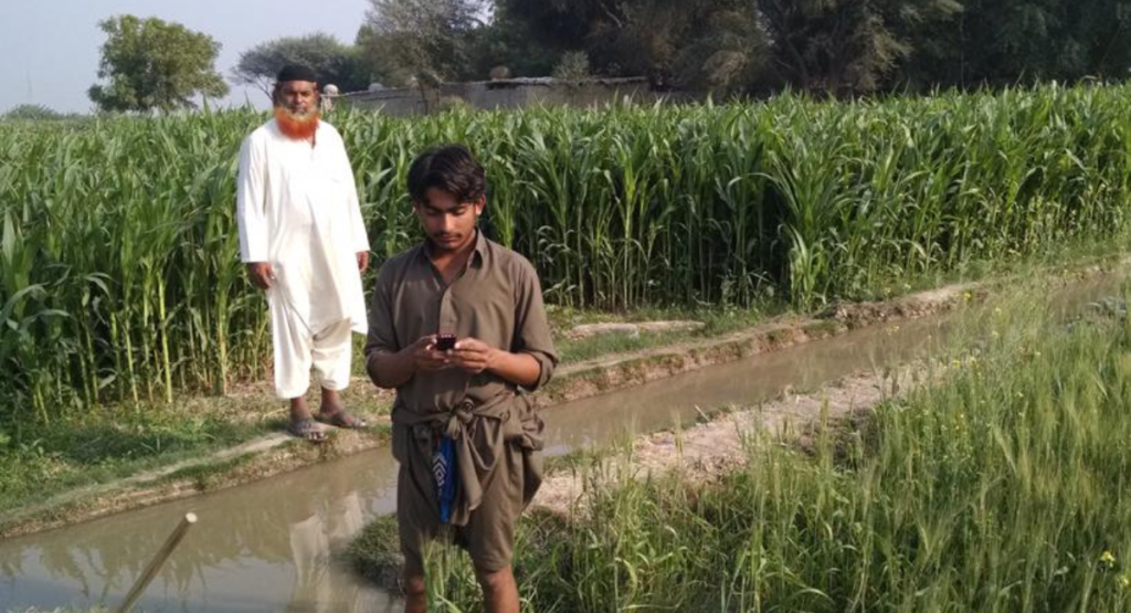 مکئی کی فصل کو پانی دینا irrigation maize crop Pakistan