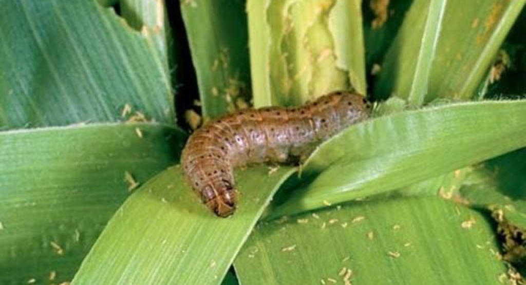 مکئی کے پودوں پر کیڑوں کا حملہ maize pest attack leaves