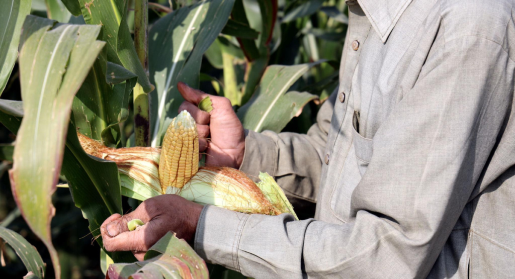 مکئی کی فصل پاکستان میں اگتی ہوئی صحت مند فصل maize crop Pakistan
