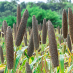 bajra-crop-field-pakistan.jpg