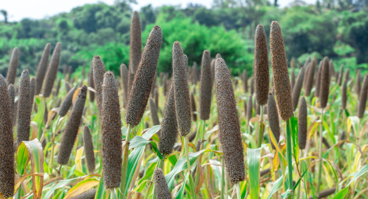bajra-crop-field-pakistan.jpg