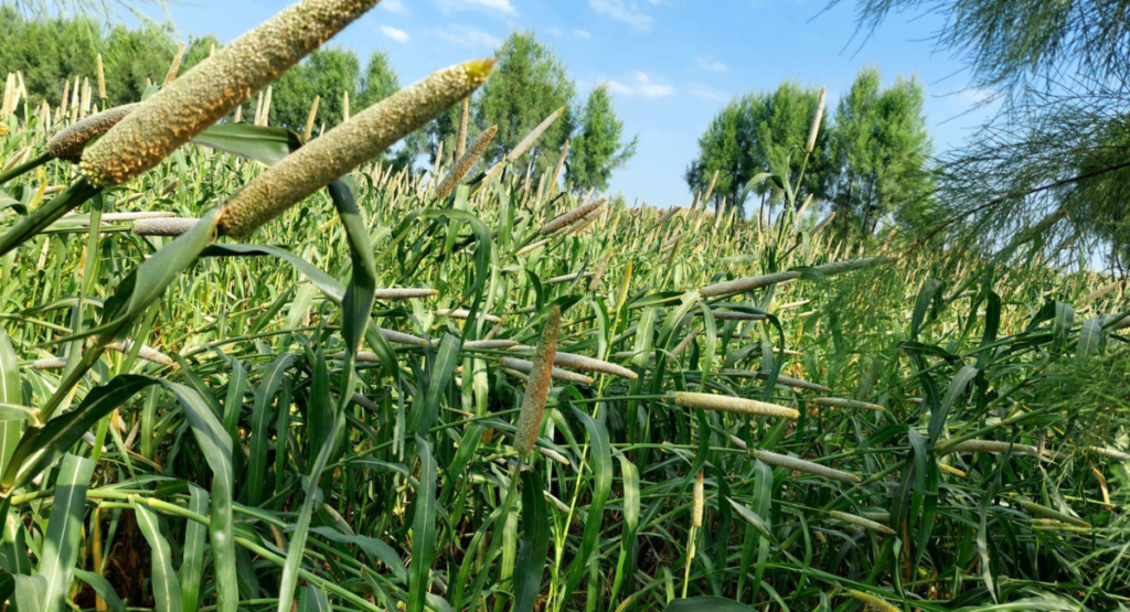 bajra-crop-field-pakistan