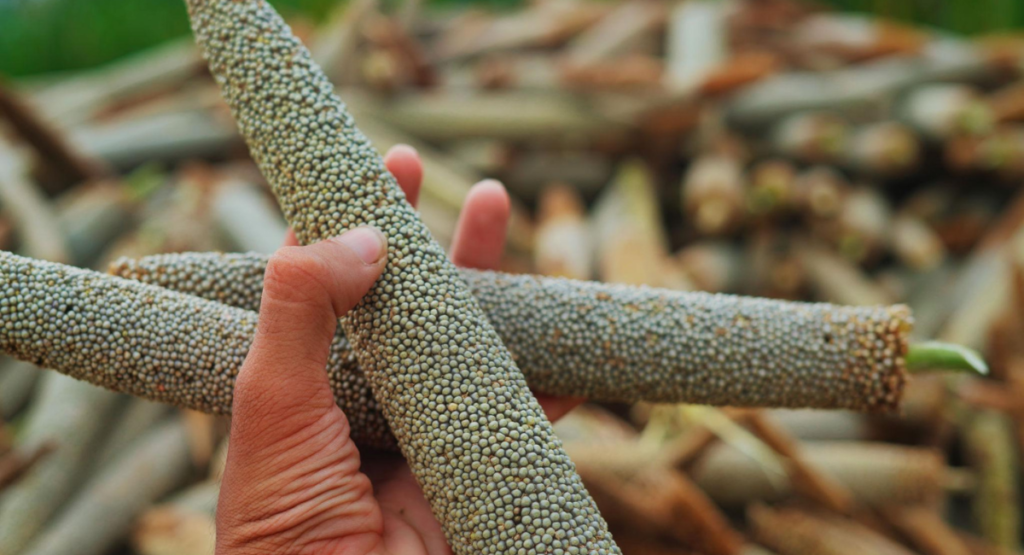 bajra-harvesting-machine.jpg