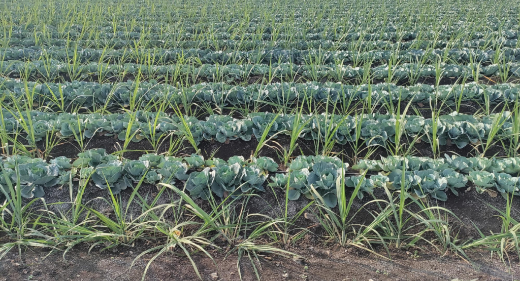 cabbage-farming-field-pakistan-2026.jpg
