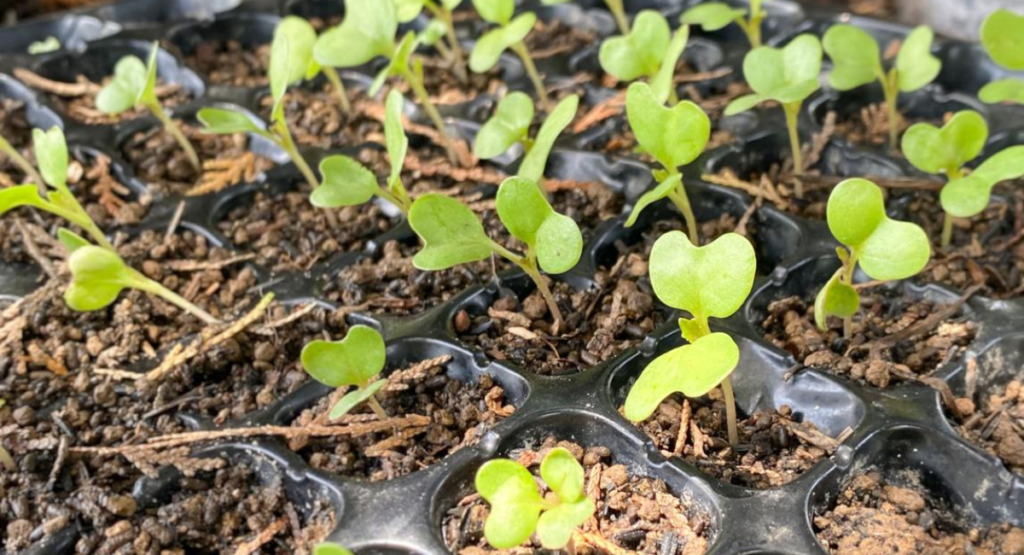 cabbage-seeds-hybrid-pakistan.jpg