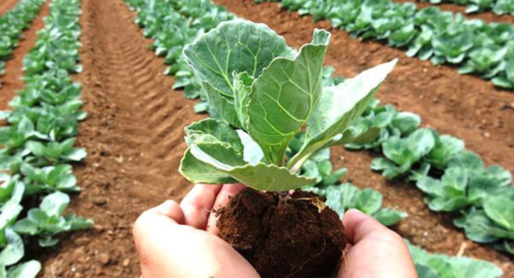 cabbage-transplanting-method.jpg