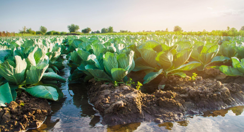 cabbage-irrigation-system.jpg
