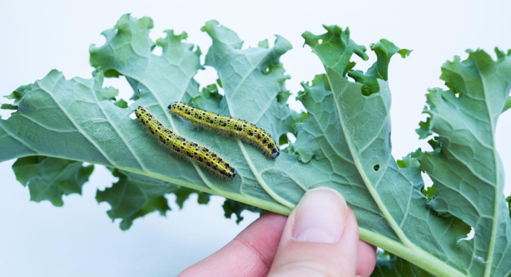 cabbage-pests-and-diseases.jpg