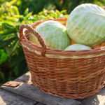 cabbage-farming-field-pakistan-2026.jpg