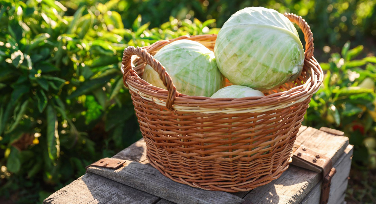 cabbage-farming-field-pakistan-2026.jpg