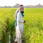 جدید دھان کی کاشت پاکستان 2026 ہری بھری فصل اور جدید طریقہ کار