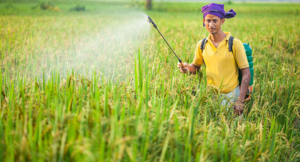 "Weed Control in Rice: زیادہ پیداوار کا راز"