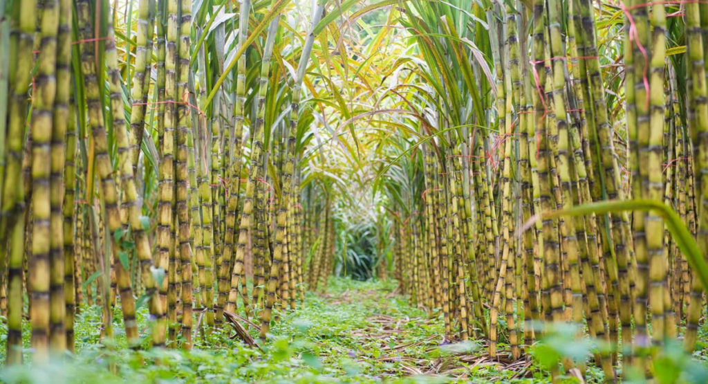 sugarcane NPK fertilizer importance nitrogen phosphorus potassium Pakistan
