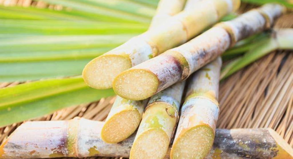 basal fertilizer application sugarcane planting Pakistan DAP potash urea