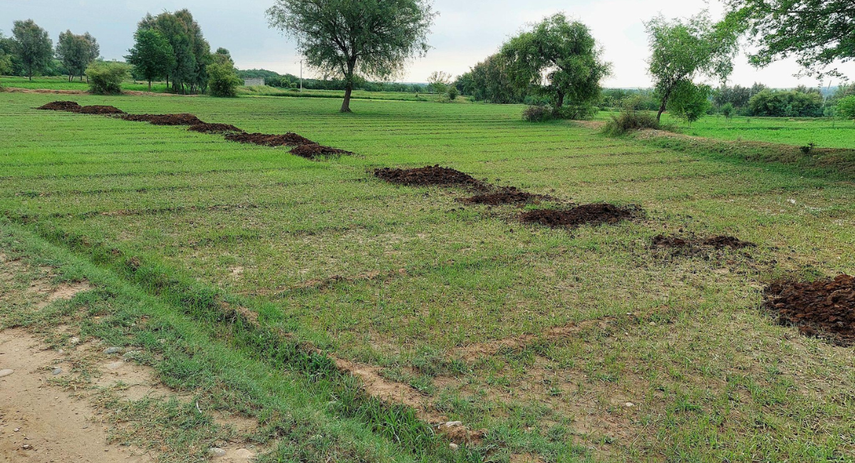 sugarcane-fertilizer-schedule-pakistan.jpg