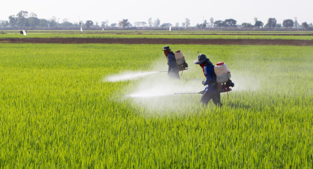 Wheat herbicide spray timing