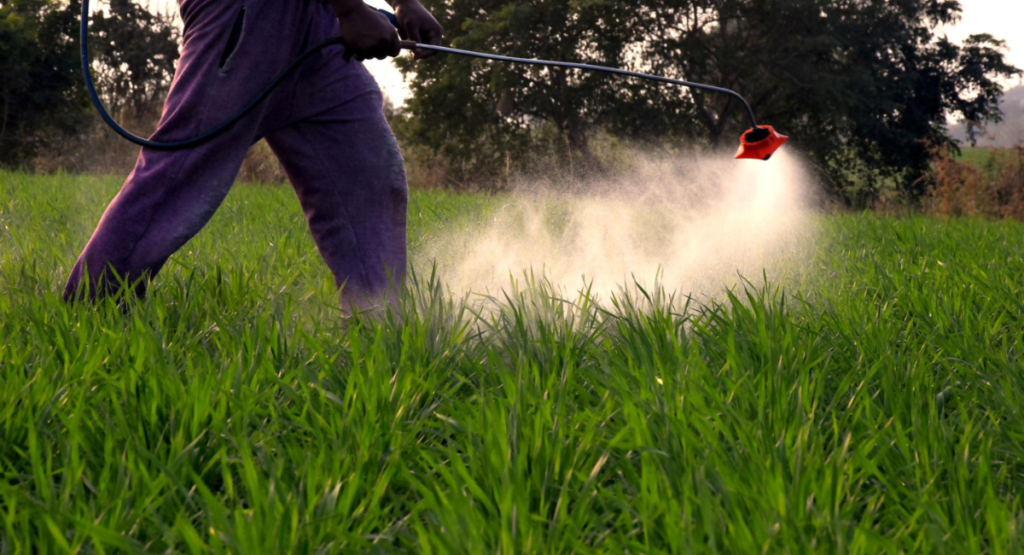 Manual weed removal in wheat