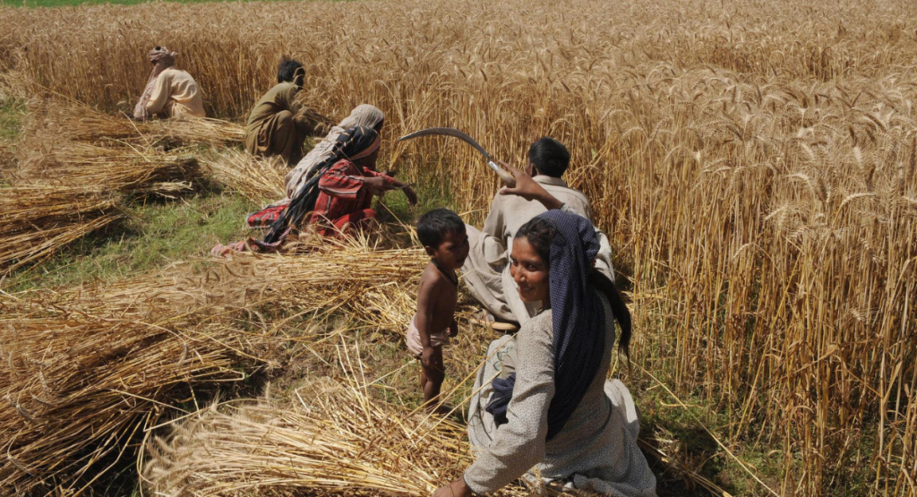 جڑی بوٹیوں کے خاتمے کے بعد صحت مند گندم