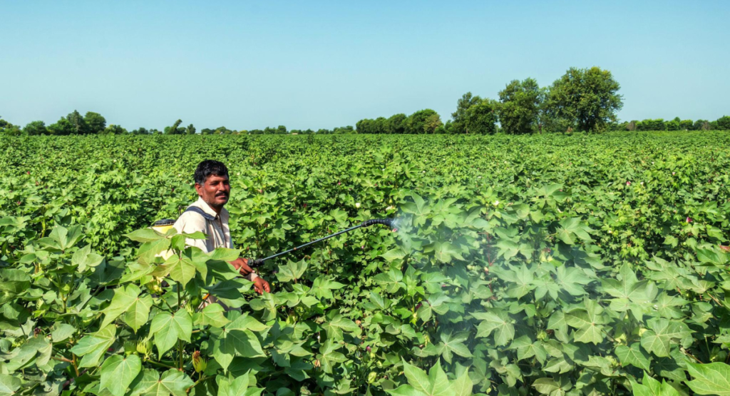 Pakistani farmer spraying cotton crop