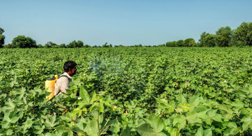 Cotton pest control spray