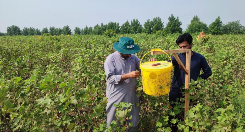 Organic pest control in cotton