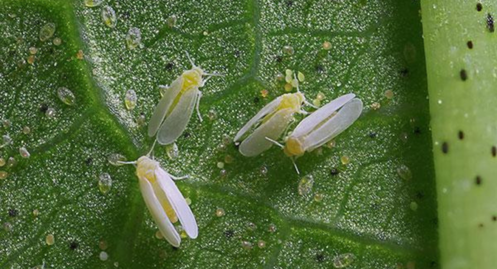 Thrips vs whitefly in cotton