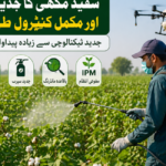 کپاس میں سفید مکھی