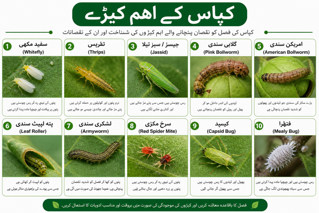 کپاس کے اہم کیڑے