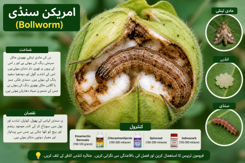 امریکن سنڈی (Bollworm)