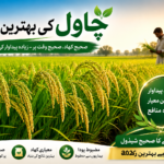 چاول میں کھاد ڈالنے کا شیڈول 2026