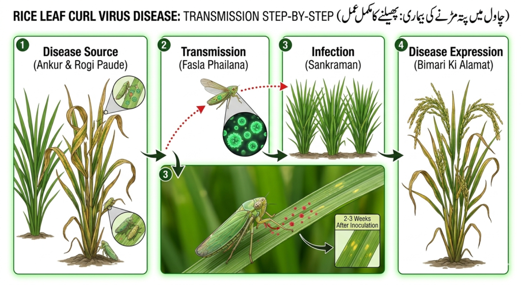 چاول میں پتہ مڑنے کی بیماری کا مکمل علاج 2026 | Leaf Curl Disease in Rice Crop