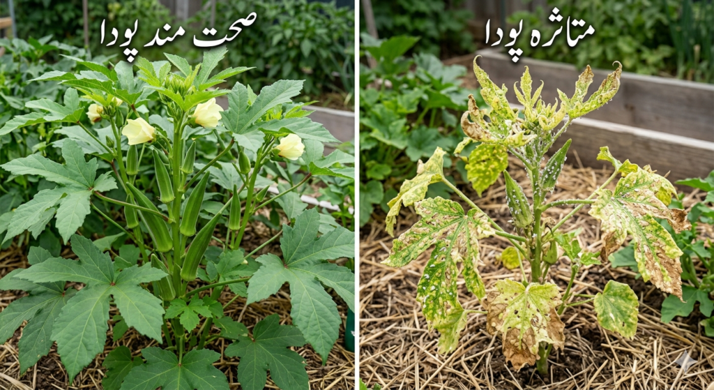 سفید مکھی سے ہونے والا نقصان