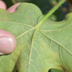 Cotton Jassid Attack on Cotton Crop