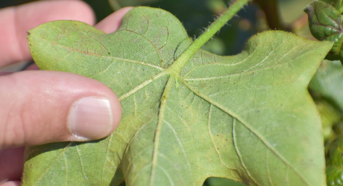 Cotton Jassid Attack on Cotton Crop