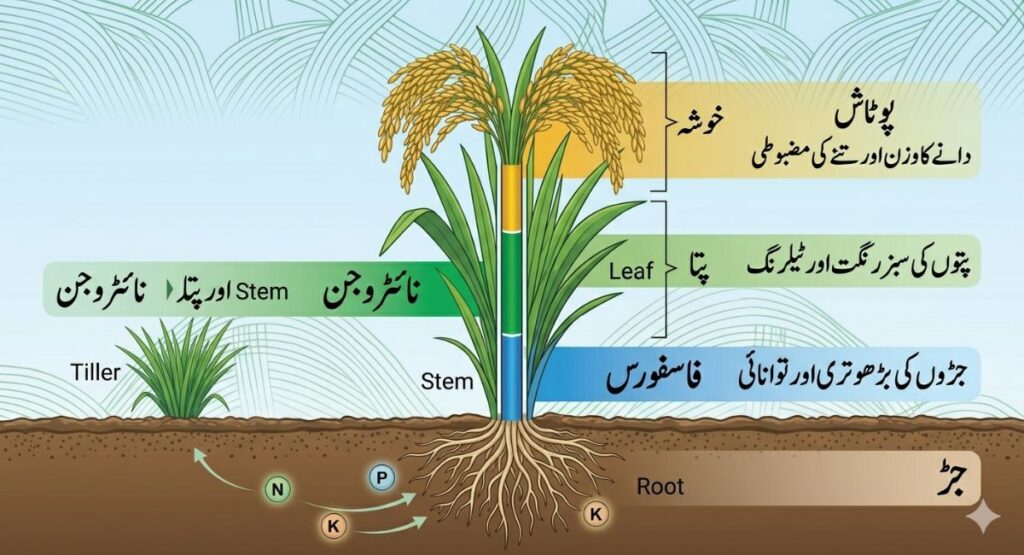 چاول کی فصل کے لیے ضروری غذائی اجزاء