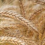 گندم میں پوٹاش کی کمی کی علامات اور علاج 2026 | Potash Deficiency in Wheat Treatment Guide Pakistan