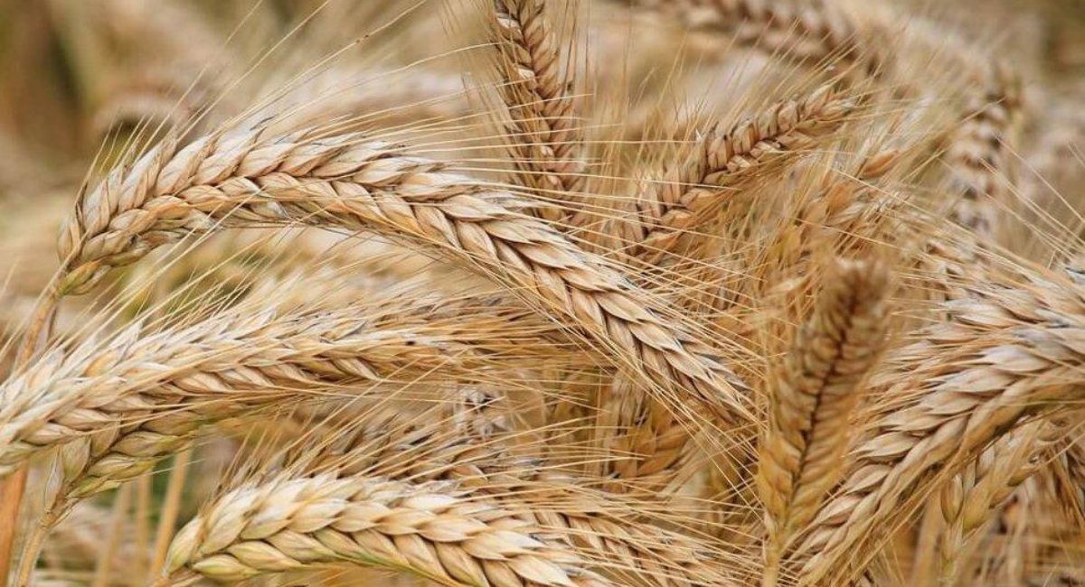 گندم میں پوٹاش کی کمی کی علامات اور علاج 2026 | Potash Deficiency in Wheat Treatment Guide Pakistan