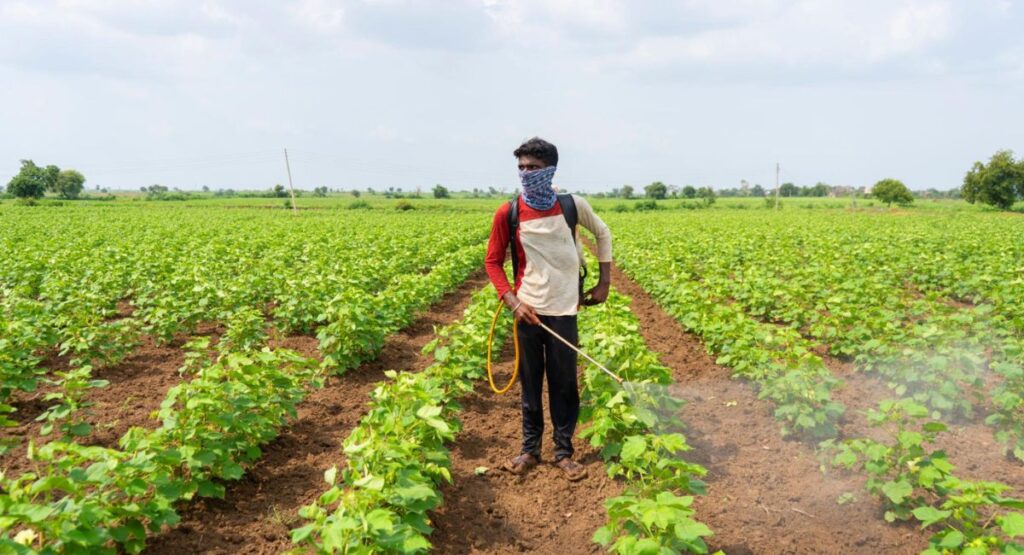 Cotton Crop Spray in Pakistan