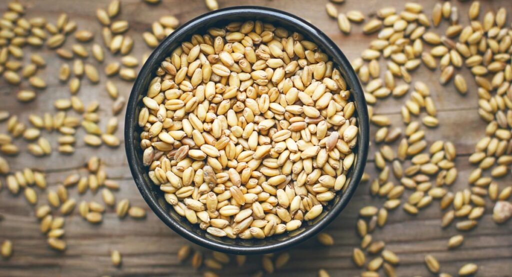 گندم میں دانہ موٹا کرنے کی بہترین کھاد 2026 | Wheat Grain Filling Fertilizer Guide Pakistan