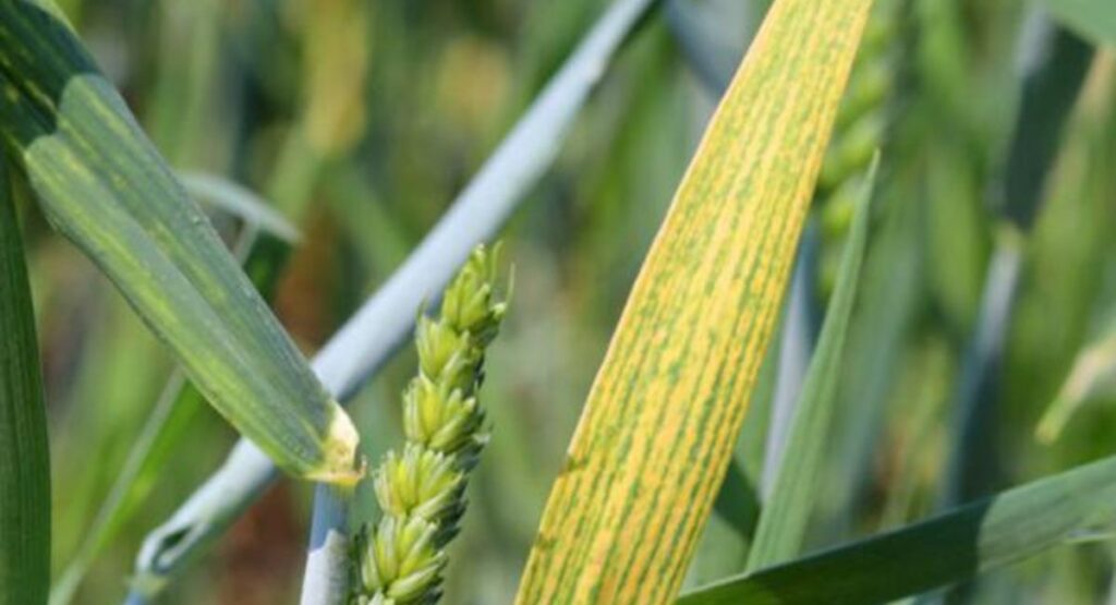 گندم میں پوٹاش کی کمی کی علامات اور علاج 2026 | Potash Deficiency in Wheat Treatment Guide Pakistan