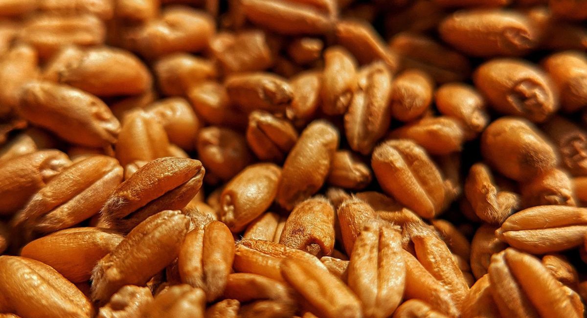 گندم میں دانہ موٹا کرنے کی بہترین کھاد 2026 | Wheat Grain Filling Fertilizer Guide Pakistan