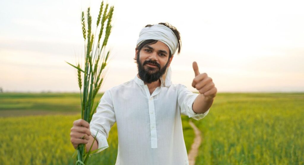 چاول میں پتہ مڑنے کی بیماری کا مکمل علاج 2026 | Leaf Curl Disease in Rice Crop