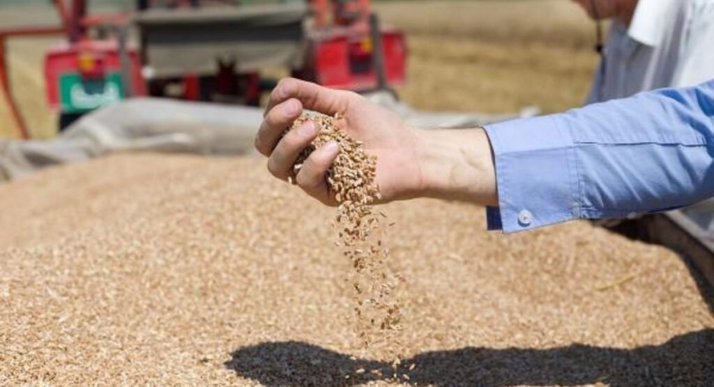 گندم میں دانہ موٹا کرنے کی بہترین کھاد 2026 | Wheat Grain Filling Fertilizer Guide Pakistan
