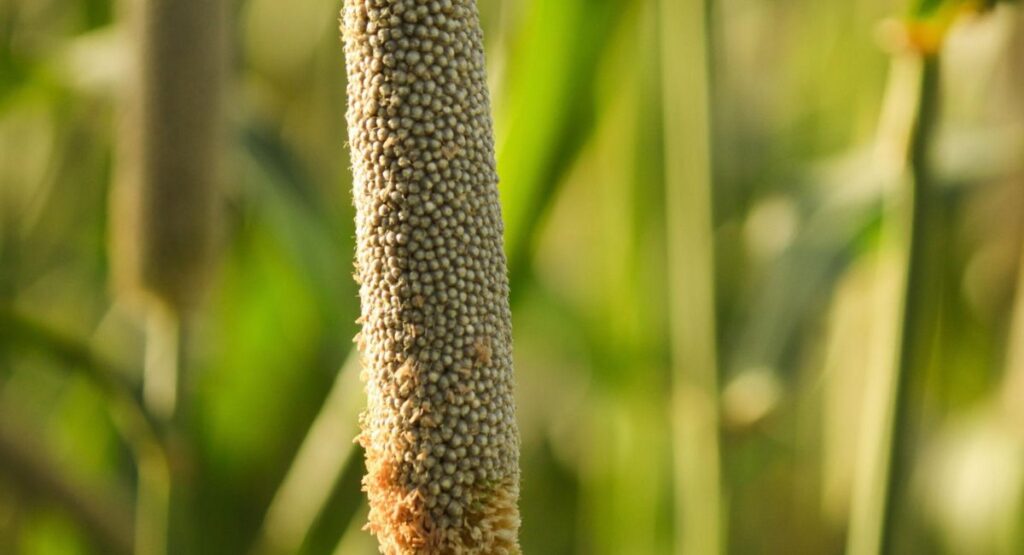 Bajra Fertilizer Schedule 2026 Per Acre