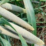 Bajra Fertilizer Schedule 2026 Per Acre