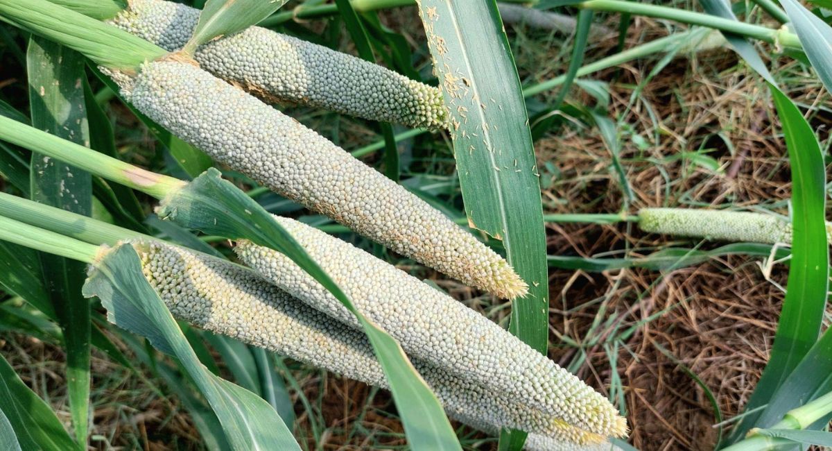 Bajra Fertilizer Schedule 2026 Per Acre